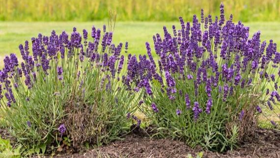 Naziv biljke: Lavanda