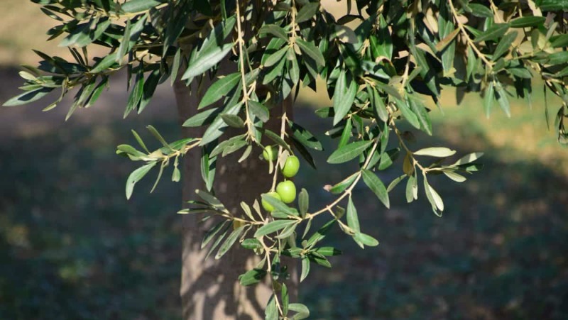 Naziv biljke: Maslina