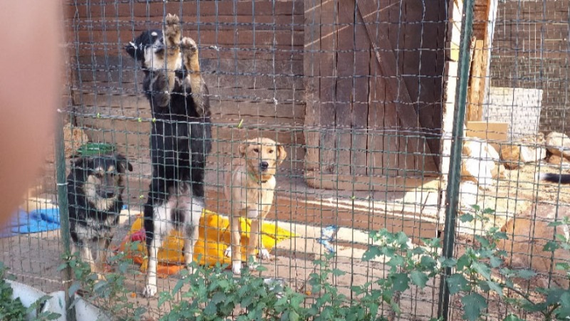 U Azilu za napuštene pse