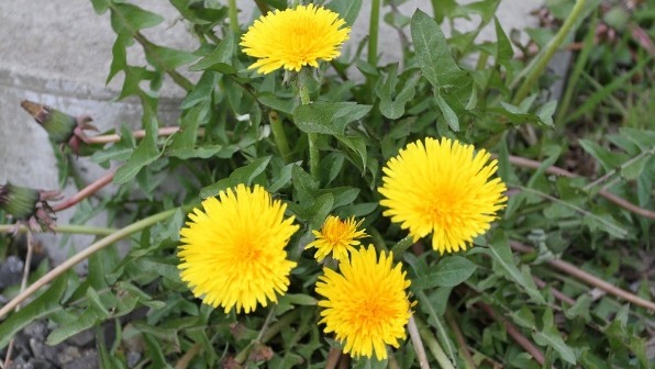 Naziv biljke: Maslačak