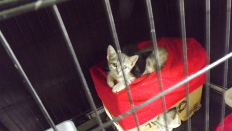 Volontiramo za dobrobit životinja