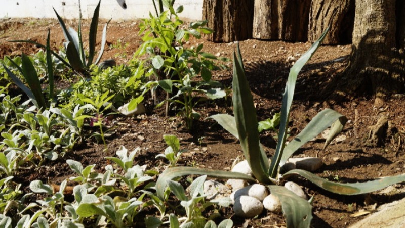 Domski vrt oplemenjen sadnicama iz cijele Hrvatske