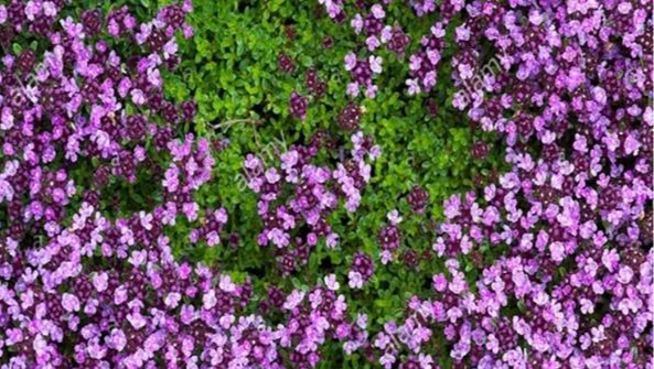 Naziv biljke: Majčina dušica